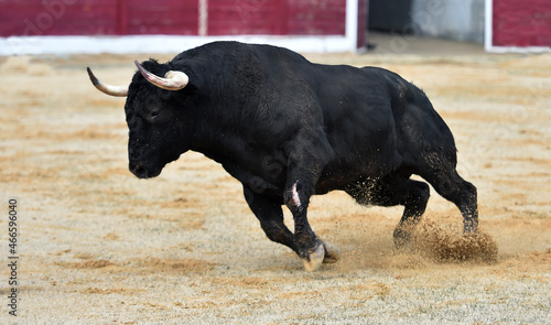 fighting bull wih big horns in spanish bullring