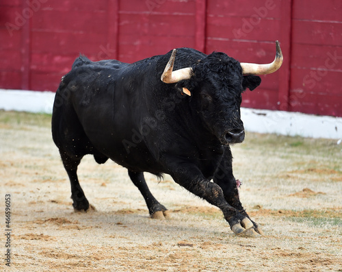 fighting bull wih big horns in spanish bullring