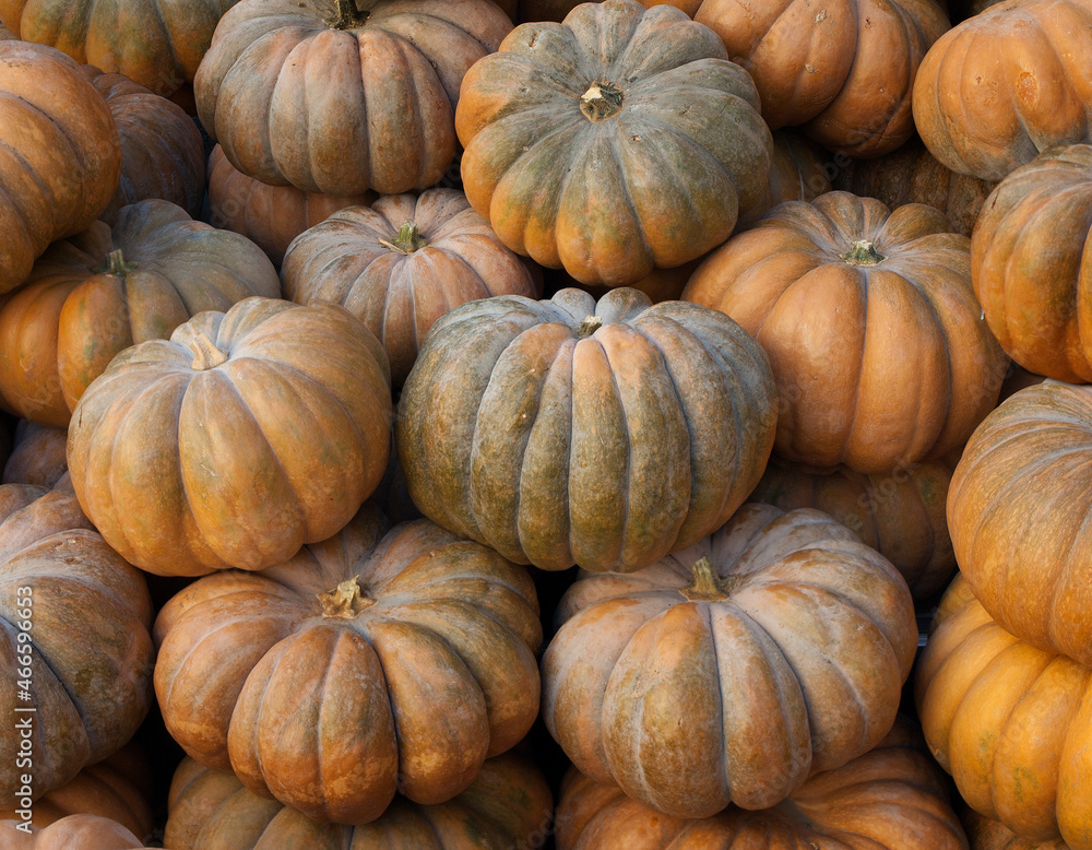 Big pile of pumpkins