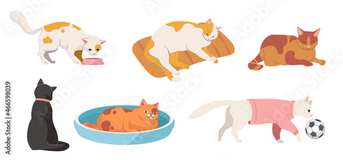 Set of Cats in Different Poses. Cute Pet Sleep, Sitting, Playing with Ball, Wear Clothes, Funny Kitten Eat and Walk