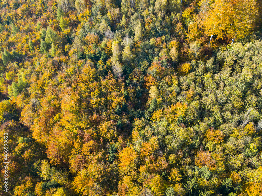 Aerial top down view of autumn forest with green and yellow trees. Mixed deciduous and coniferous forest. Autumn forest from above. Colorful forest aerial view. Aerial top down view of autumn forest with green and yellow trees. Mixed deciduous and coniferous forest. Autumn forest from above. Colorful forest aerial view.