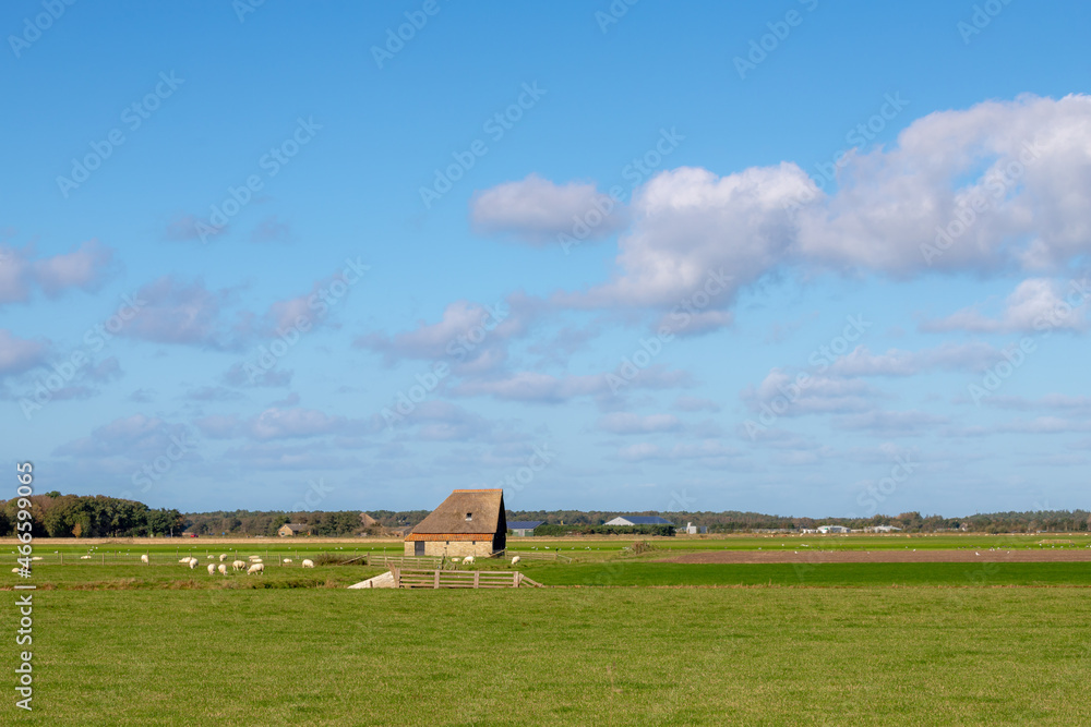 Obraz premium Typical landscape of Texel island with domestic sheep and sheep shed farmhouse on meadow, Open farm with lamb on the green field, Dutch Wadden islands off the coast of the Netherlands, North Holland.