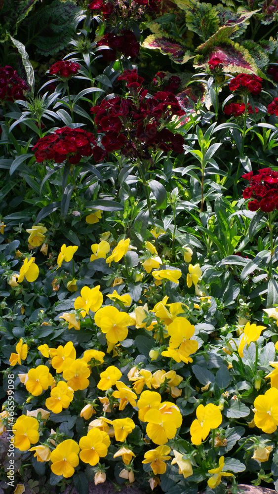 vibrant red and yellow flowers