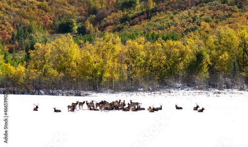 Herd of Elk in Snow
