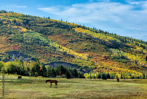 Horses graze in autumn mountains