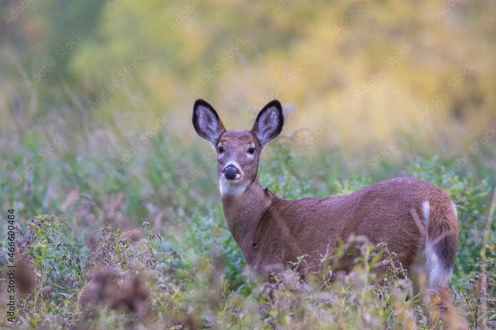 Fototapeta premium white-tailed deer female in autumn