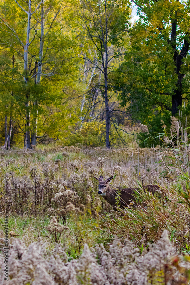 white tailed deer in autumn white tailed deer in autumn