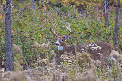 white tailed deer in autumn photo