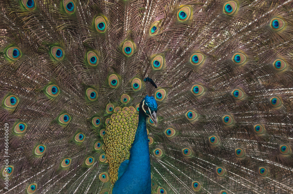 Obraz premium Pavo Real