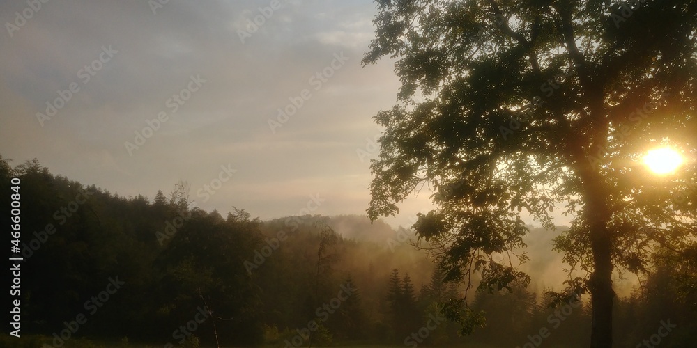 Fototapeta premium sunrise in the forest