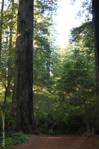 Redwoods at Sunset 2