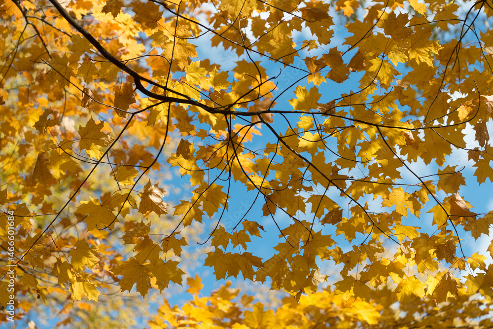 autumn leaves on sky autumn leaves on sky