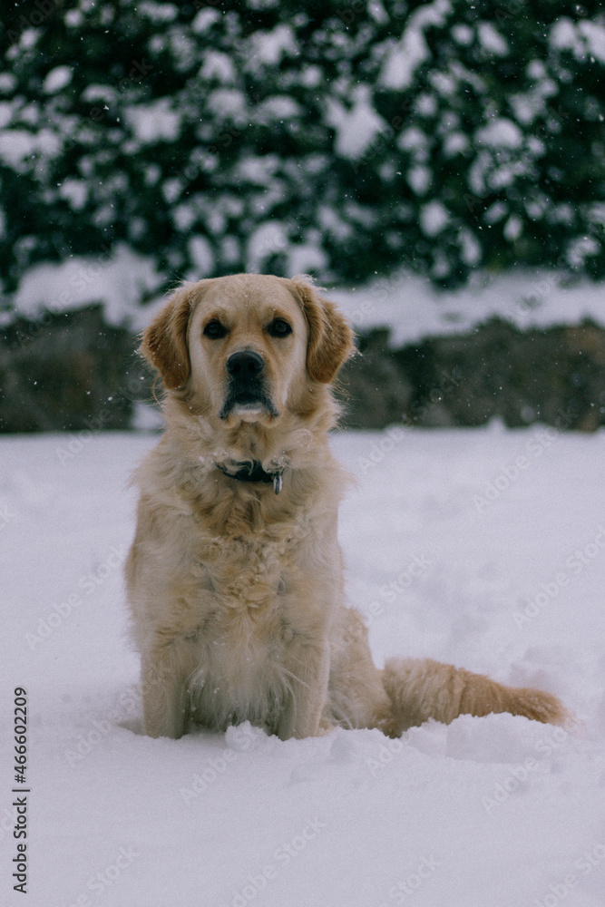 Golden Retriever sentado sobre la nieve