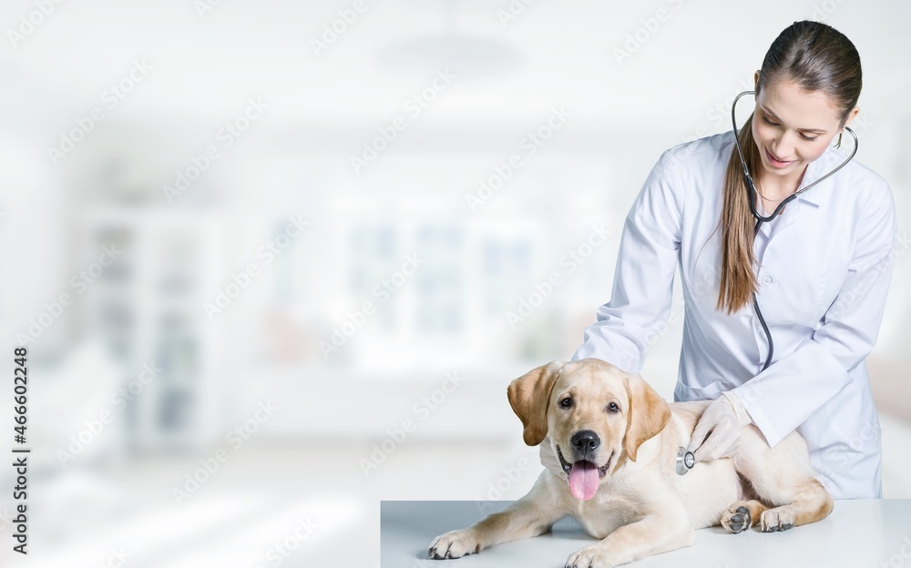 Veterinarian doctor examines cute dog