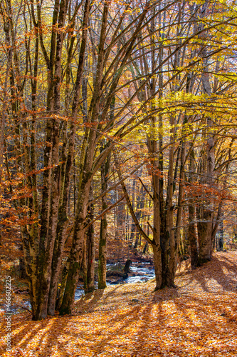 landscape with a stream in a yellowed forest