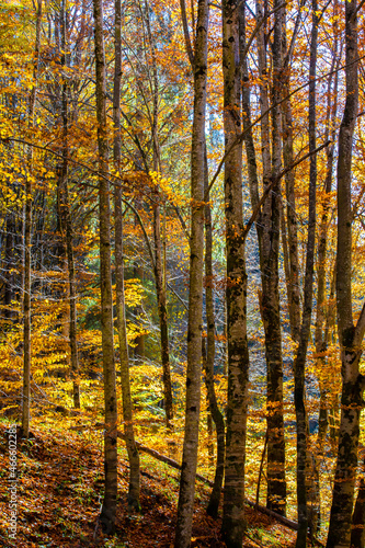 autumn landscape in a deciduous forest