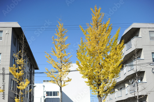 イチョウとアパート