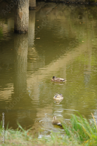 川を泳ぐカモ