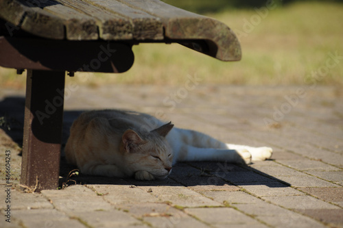 ベンチの下で寝る猫