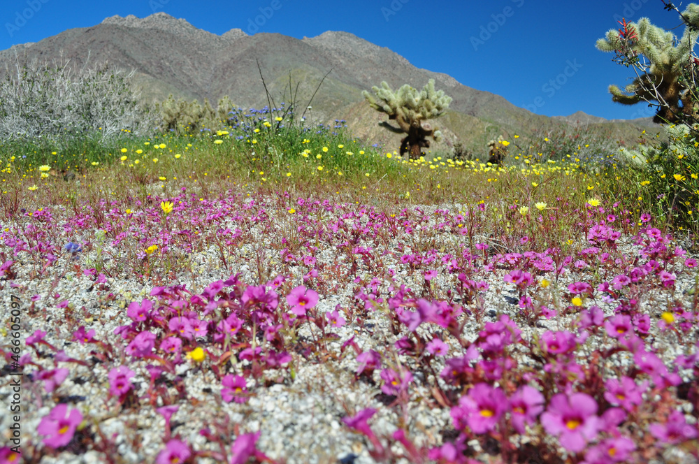 desert floor with pink wildflowers