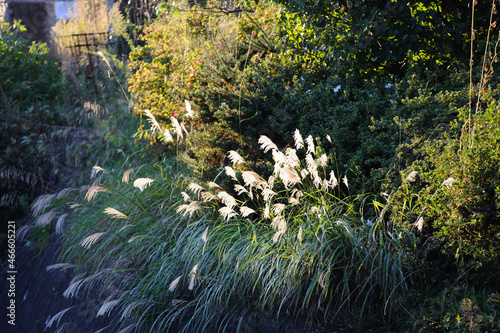 光に照らされるススキ