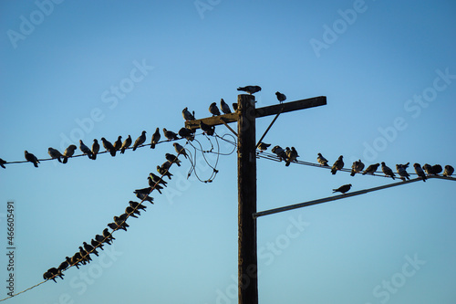 Birds sitting on telephone pole and wire