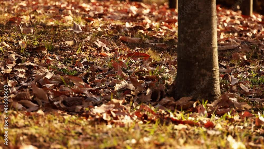 冬の公園に吹く木枯らしに舞い上がる落葉(1) 冬の公園に吹く木枯らしに舞い上がる落葉(1)