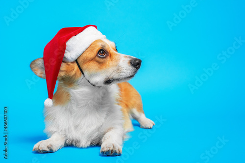 Cute serious welsh corgi pembroke dog in red Santa hat with pompon stares up lying on blue background, copy space for advertising. Holiday concept. © Masarik