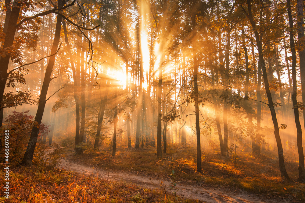 The rays of the sun in the autumn misty forest.