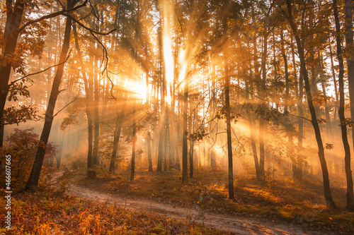 The rays of the sun in the autumn misty forest. © maykal