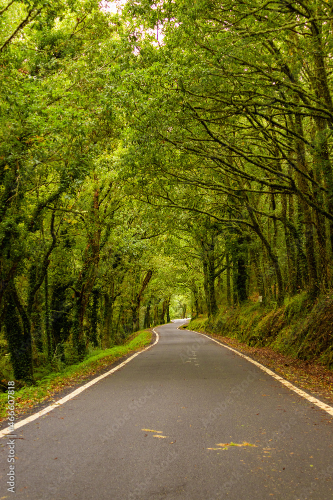 Spanish mountain road with a clearing of lush trees , in Ourense Provence , Spain Spanish mountain road with a clearing of lush trees , in Ourense Provence , Spain