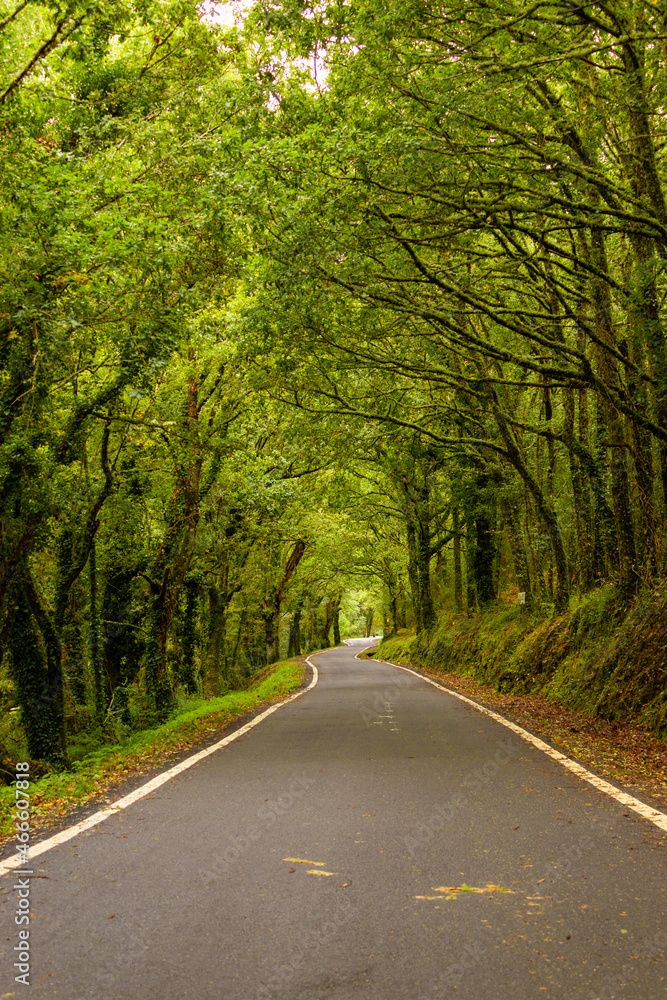 Spanish mountain road with a clearing of lush trees , in Ourense Provence , Spain