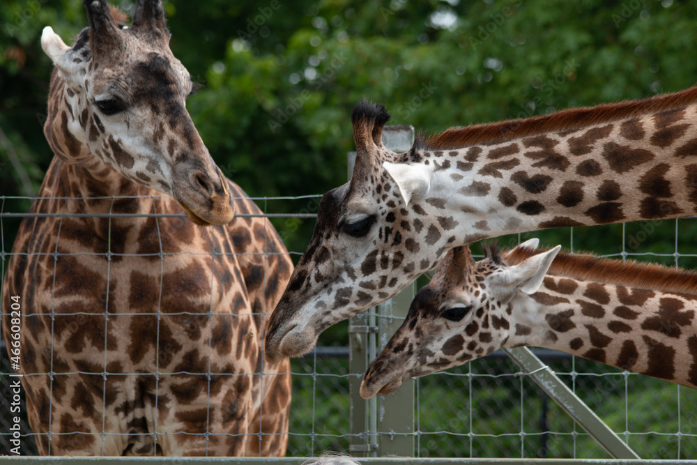 Giraffe Family