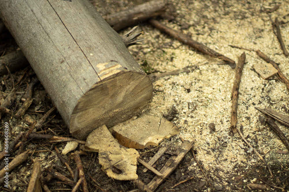 A sawn log. A tree in the forest. A sawn log. A tree in the forest.