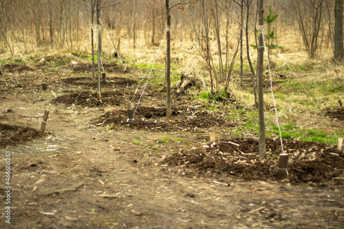 Planting trees. Planting of wood in Russia. Seedlings in the ground.