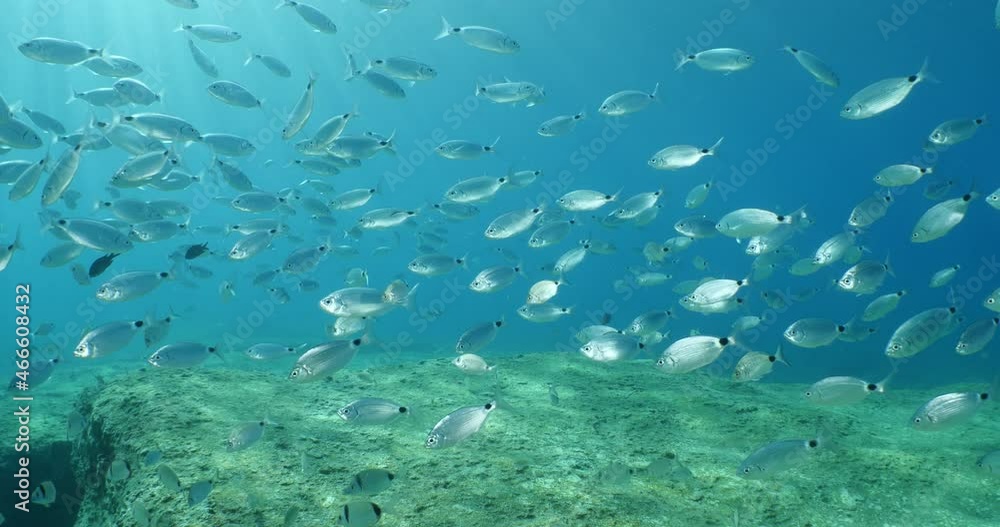 fish scenery underwater sun beams sun rays underwater mediterranean sea sun shine relaxing ocean scenery fish scenery underwater sun beams sun rays underwater mediterranean sea sun shine relaxing ocean scenery