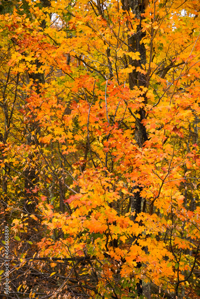 Autumn trees with beautiful colorful leaves in the forest.