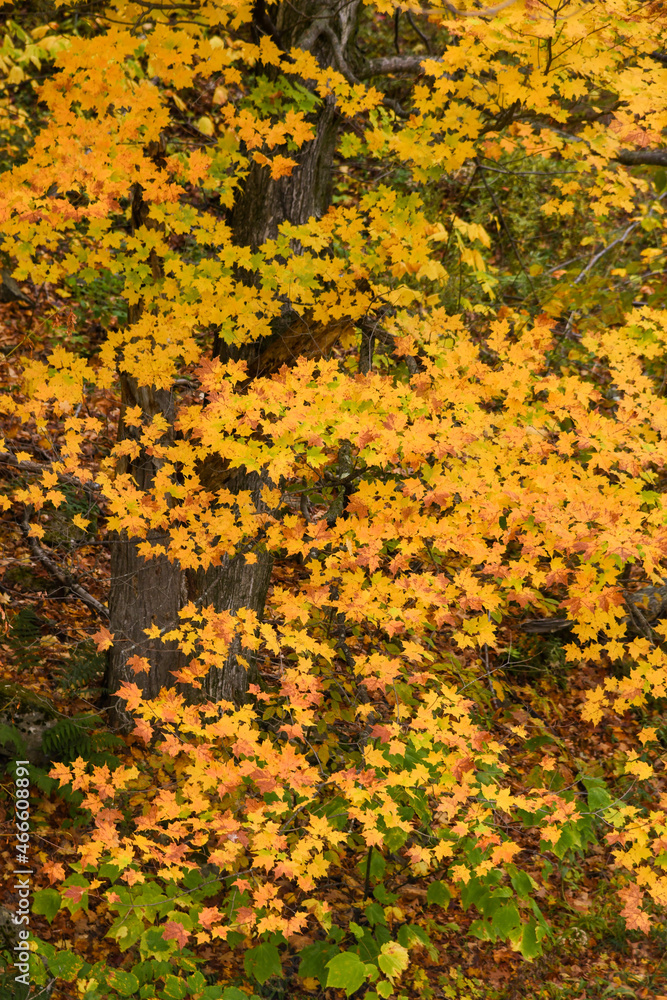 Autumn trees with beautiful colorful leaves in the forest. Autumn trees with beautiful colorful leaves in the forest.