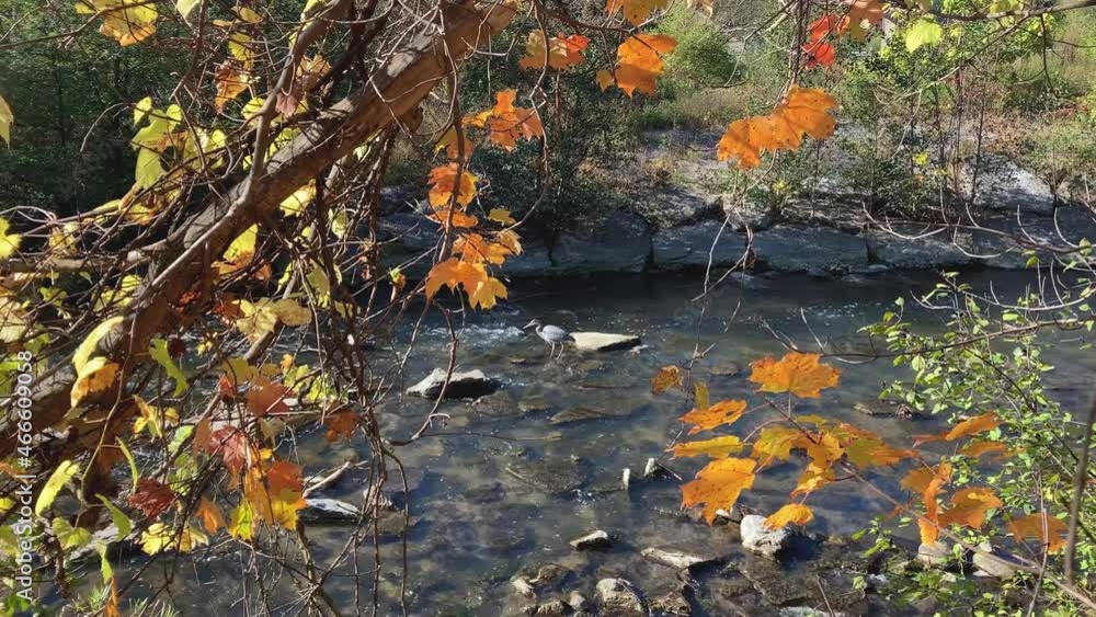Great Blue Heron foraging in for fish in freshwater Don Valley River; dolly in 4K Great Blue Heron foraging in for fish in freshwater Don Valley River; dolly in 4K