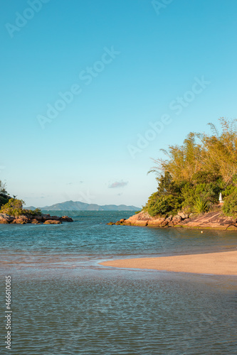 beach with trees