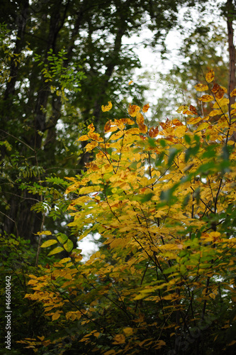 紅葉