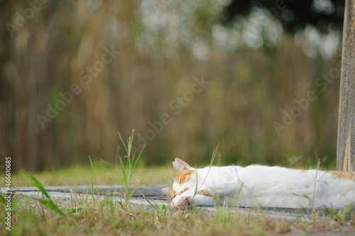 昼寝する猫