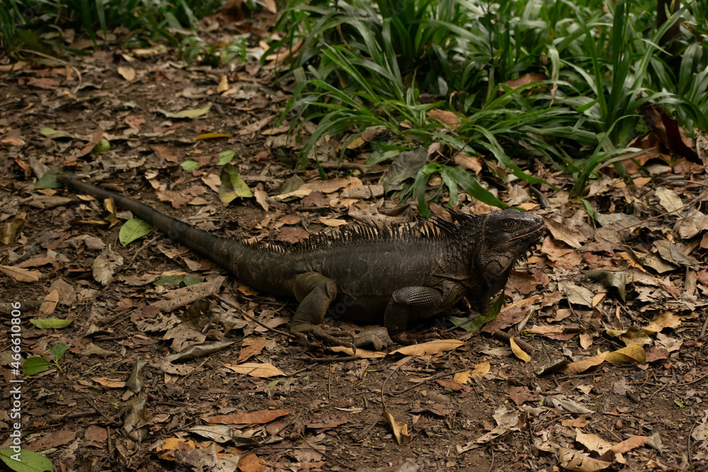 Iguana Iguana