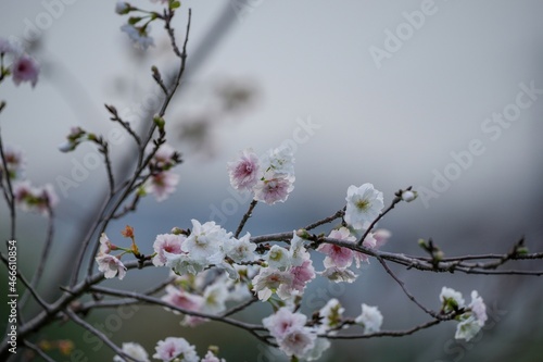 秋に咲く満開の十月桜の花