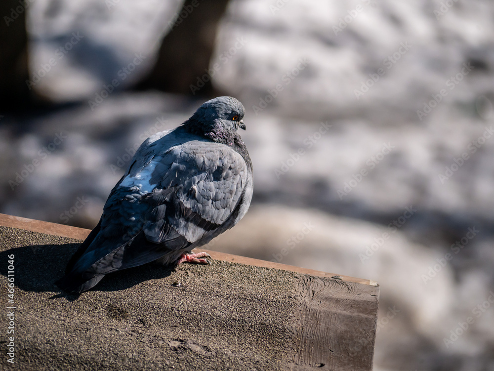 Fototapeta premium Close-up of the urban pigeon sitting on the parapet of the building. Selective focus made with telephoto