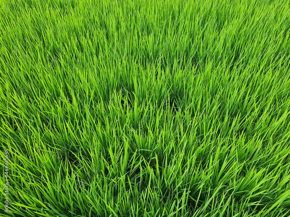 it is summer Green rice field. it is summer Green rice field.
