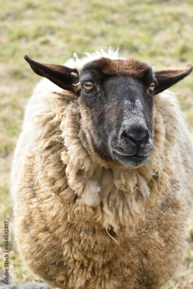 Close up of a sheep