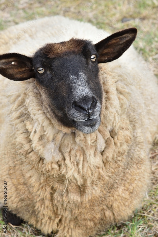 Fototapeta premium Close up of a sheep