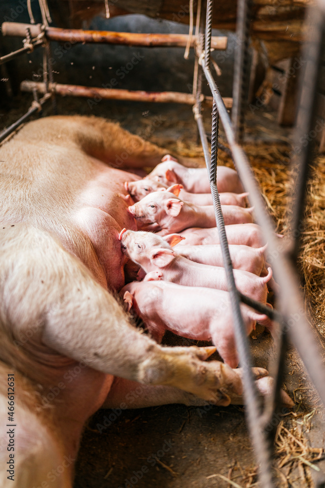 Vertical photo of piglets suckling a sow on a farm Vertical photo of piglets suckling a sow on a farm