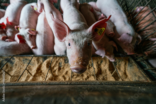 Small pig looking up while stand among a group of pigs eating in a farm photo